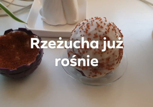 Rzeżucha hodowla Huberta z gr. Żabek